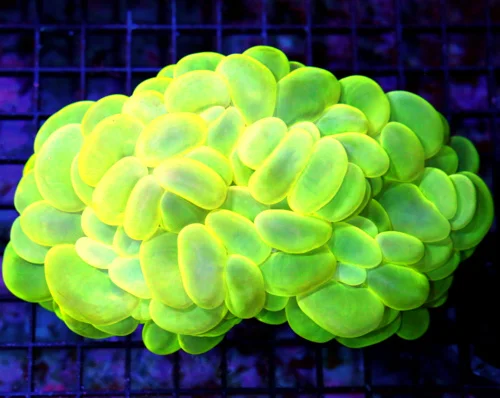 6x5 XXXL BUBBLE CORAL - NEON LEMON LIME YELLOW BLUE CATSEYE BUBBLE CORAL