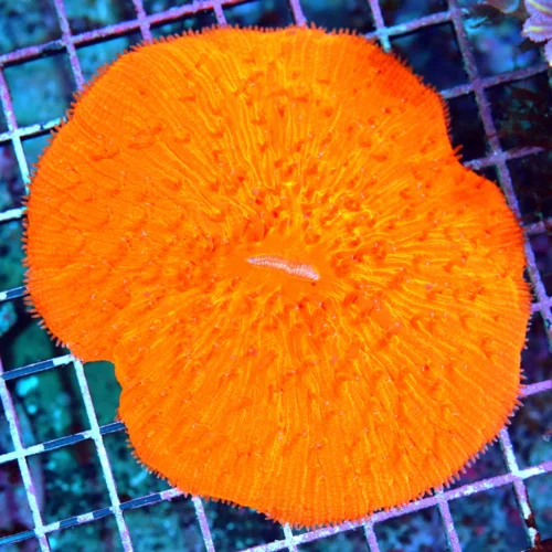 5x5 XXXL PLATE CORAL - SPECTACULAR MELTING POT ORANGE ULTRA COLORED PLATE CORAL