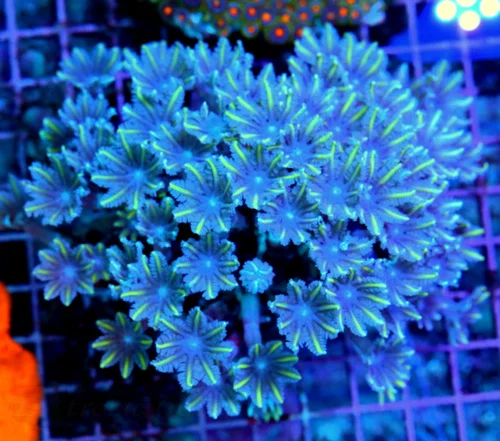 5.5x5 CLOVE POLYPS CORAL - PURPLE EYED ULTRA ULTRA COLORED CLOVE POLRPS