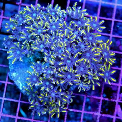 5x4.5 CLOVE POLYPS CORAL - SUPER BLUE CENTERED YELLOW STRIPPED CLOVE POLYPS