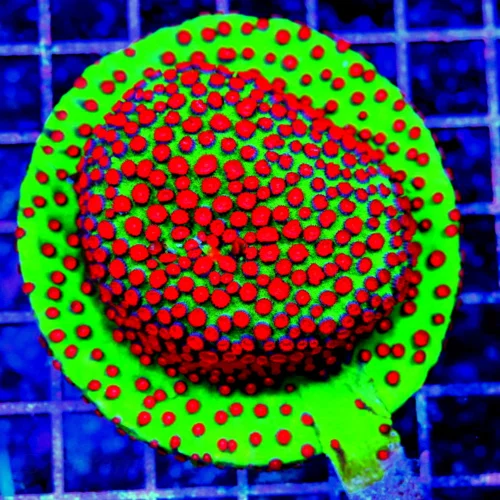 4.5x4.5 CYPHASTREA CORAL - SUPER SPECIAL ULTRA GRADE SEASONS GREETING HUGE CYPHASTREA CORAL