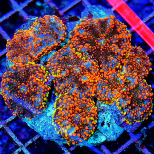 4.5x4.5 RICORDIA YUMA CORAL - OUT OF THIS WORLD FULLY COVERED ULTRA GRADE RICORDIA YUMA