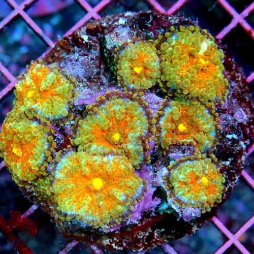 4x4 RICORDIA YUMA CORAL - 1 OF A KIND ULTRA ULTRA COLORED COLLECTOR'S PIECE RICORDIA YUMA CORAL