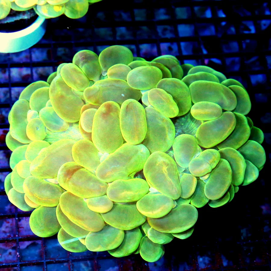 6x5 TORCH CORAL - BEST HOLY GRAIL / HOLY QUACAMOLE TORCH CORAL YOU'LL EVER SEE!