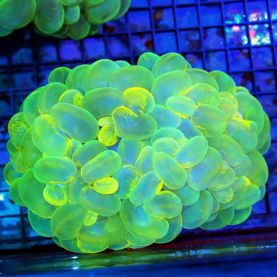 7.5x6.5 GIANT XXXL BUBBLE CORAL - BIGGEST IVE EVER SEEN BLUE AND YELLOW ULTRA COLORED GIANT BUBBLE