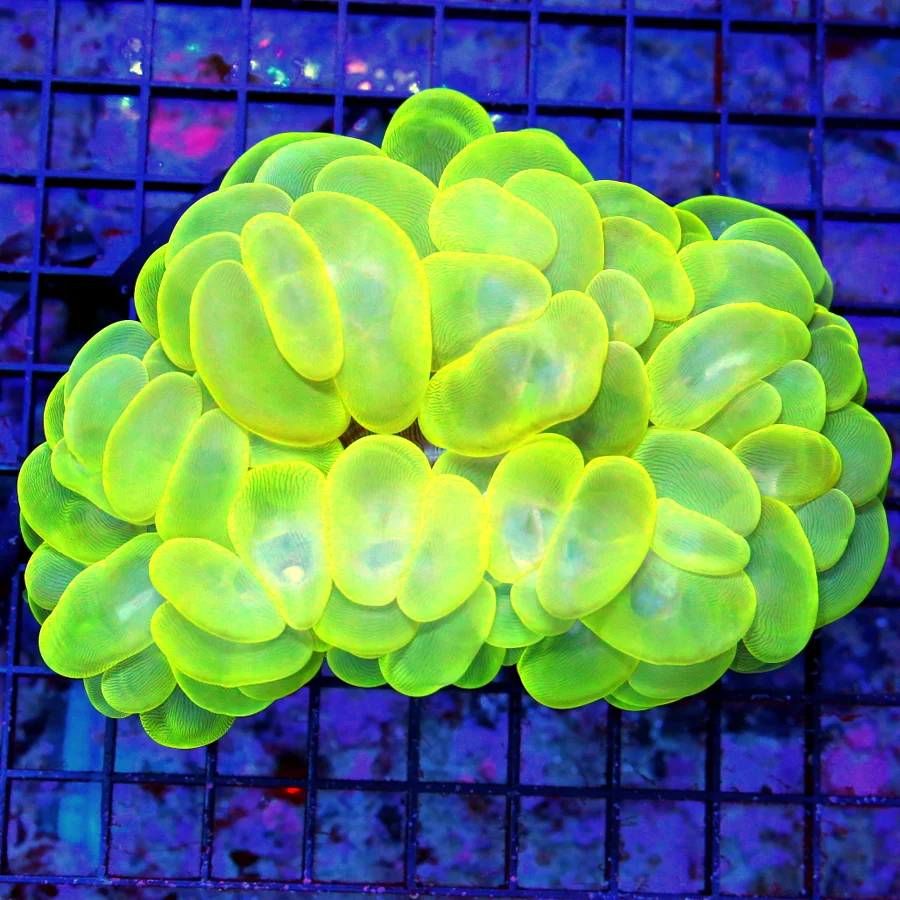 6.5x5.5 GIANT XXXL BUBBLE CORAL - BRIGHT NEON YELLOW ULTRA COLORED GIANT BUBBLE CORAL