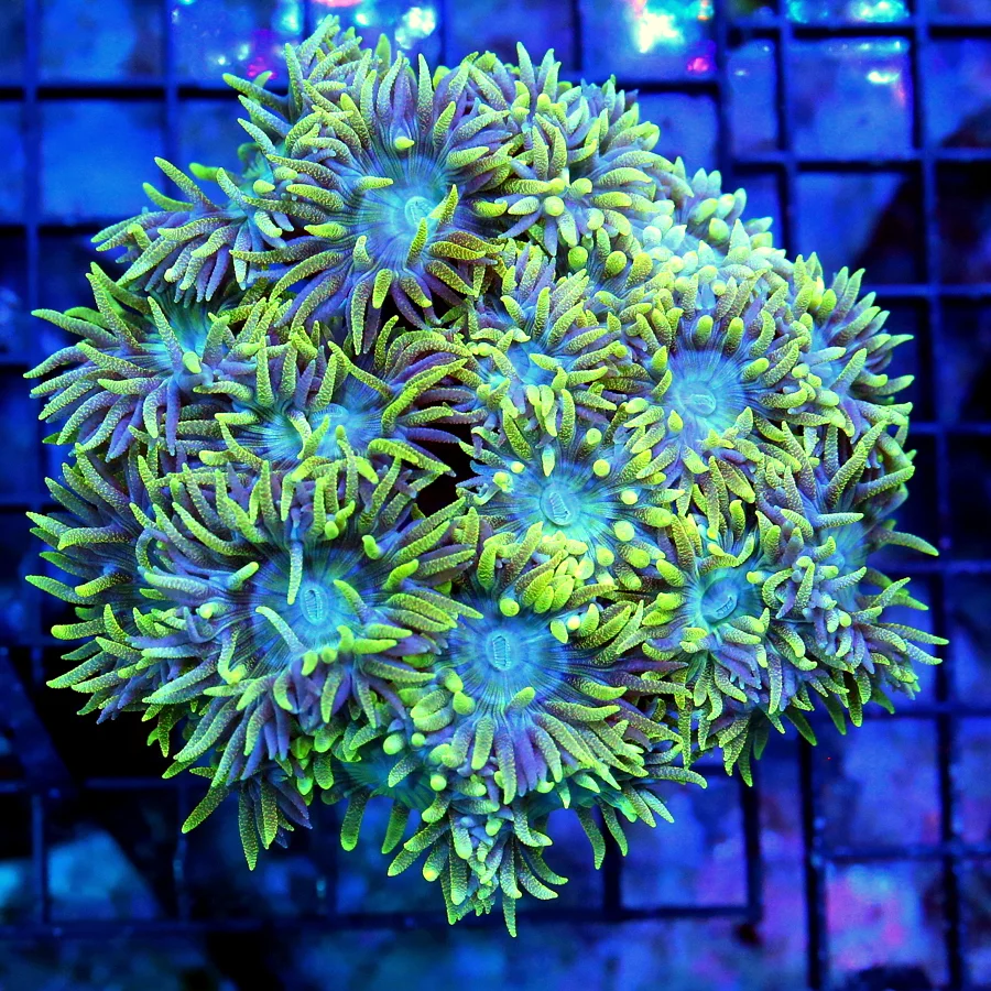 4.5x4.5 TORCH CORAL - ULTRA COLORED ULTRA GRADE "RASTA" TORCH CORAL