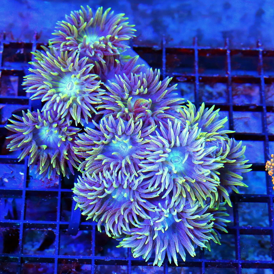 5.5x4.5 DUNCAN CORAL - ULTRA COLORED PURPLE DUNCAN CORAL