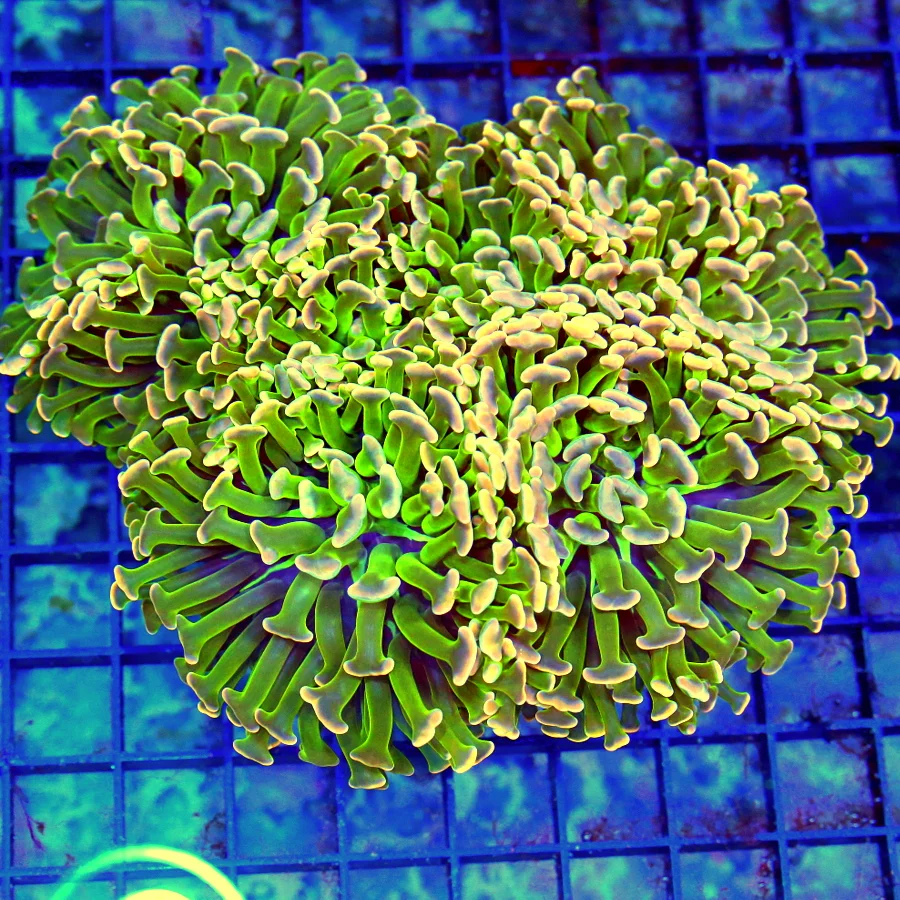 6x5 HAMMER CORAL - CRAZY INSANE MULTICOLORED ULTRA GRADE PINK TIPPED HAMMER CORAL