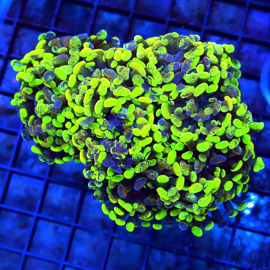 5.5x5 BRANCHING HAMMER CORAL - ULTRA COLORED INDO GREEN AND PURPLE SPLATTERED BRANCHING HAMMER CORAL