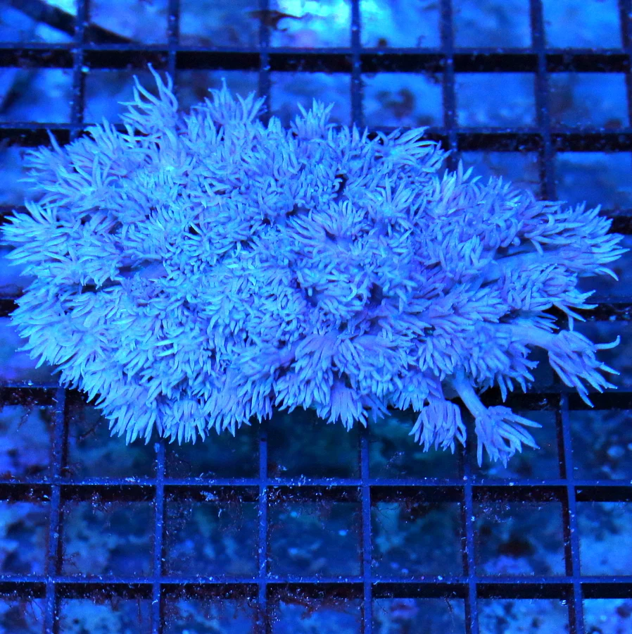 4.5x4 GONIOPORA CORAL - PURPLE ULTRA COLORED GONIOPORA CORAL