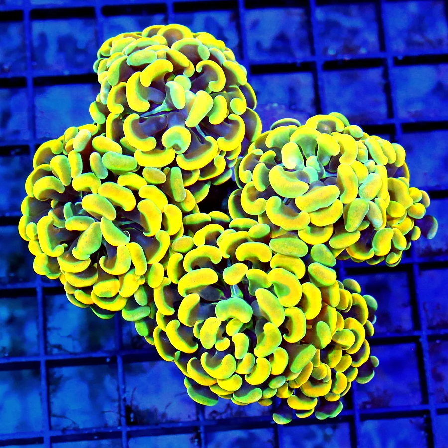5.5x5 BRANCHING HAMMER CORAL - ULTRA COLORED INDO GREEN AND PURPLE SPLATTERED BRANCHING HAMMER CORAL