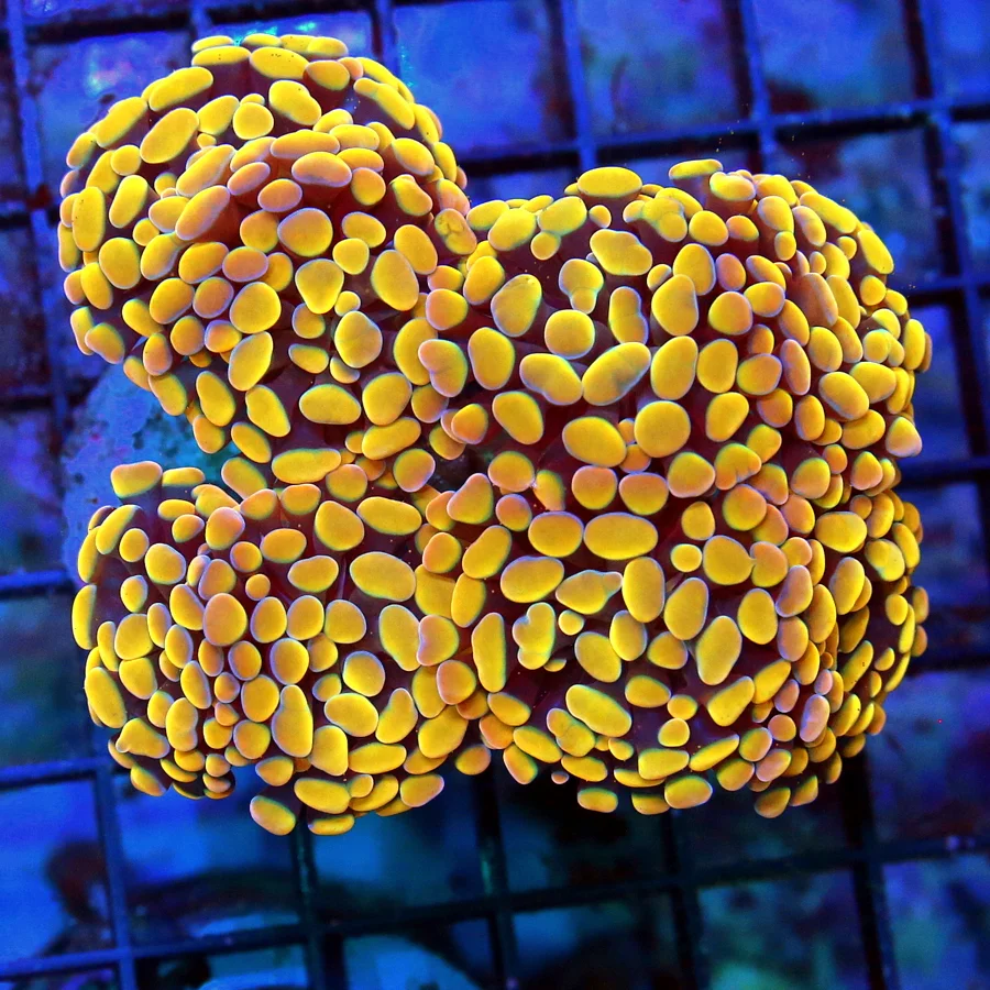 4.5x4 HAMMER CORAL - SOLID ORANGE TIPPED ULTRA COLORED HAMMER CORAL