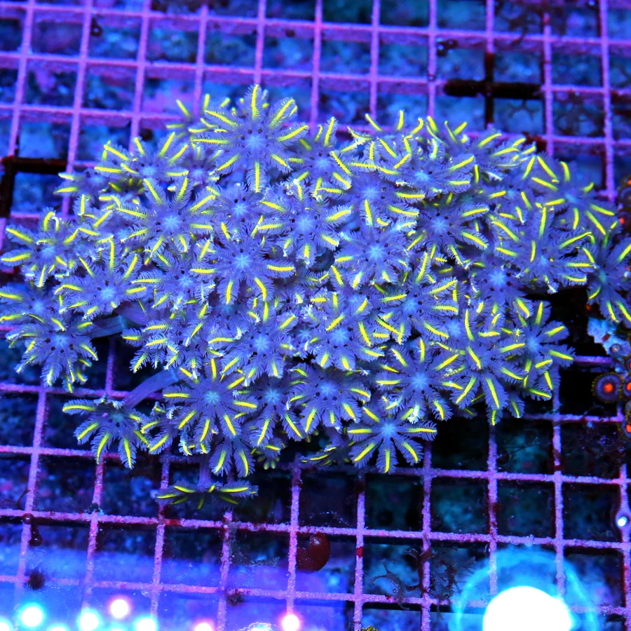 5.5x4.5 CLOVE POLYPS - PURPLE CENTERED ULTRA COLORED CLOVE POLYPS
