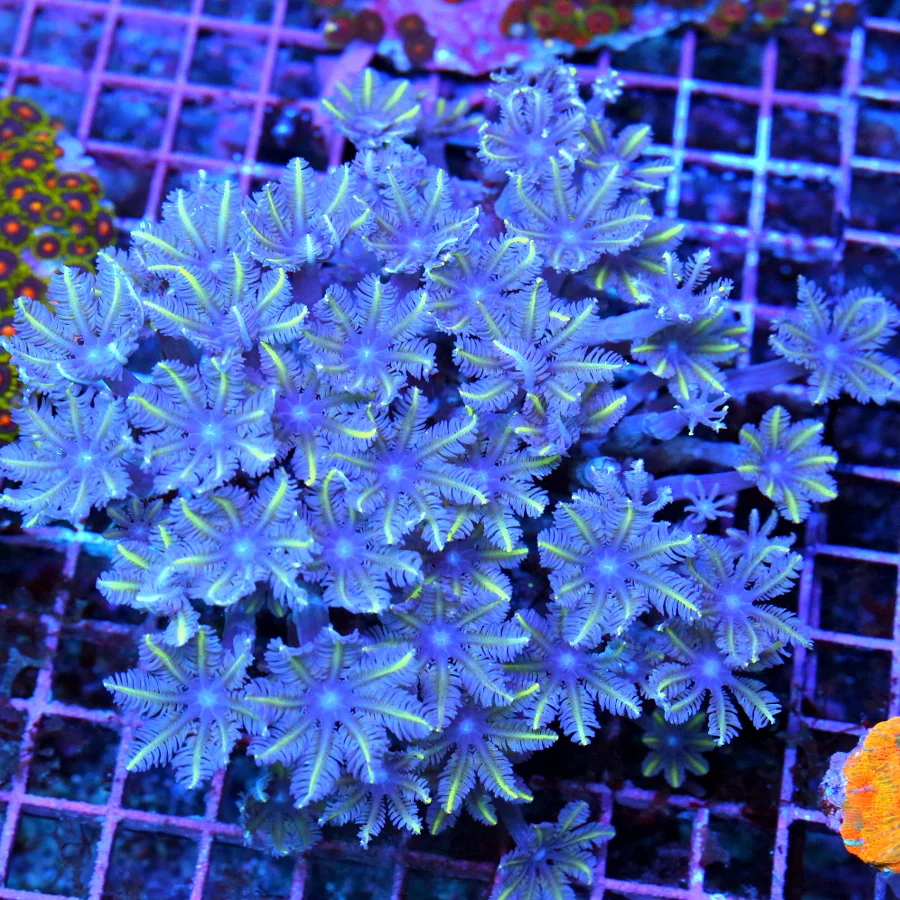 5.5x4.5 CLOVE POLYPS - PURPLE CENTERED ULTRA COLORED CLOVE POLYPS