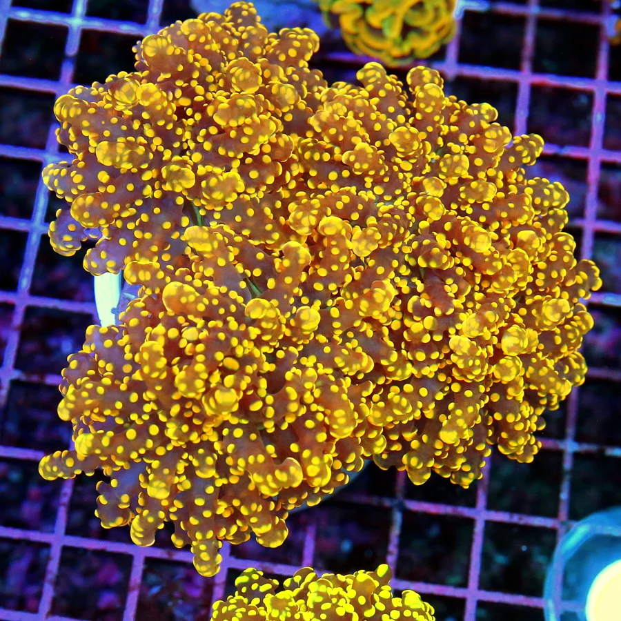 7.5x6.5 GIANT XXXL BUBBLE CORAL - BIGGEST IVE EVER SEEN BLUE AND YELLOW ULTRA COLORED GIANT BUBBLE