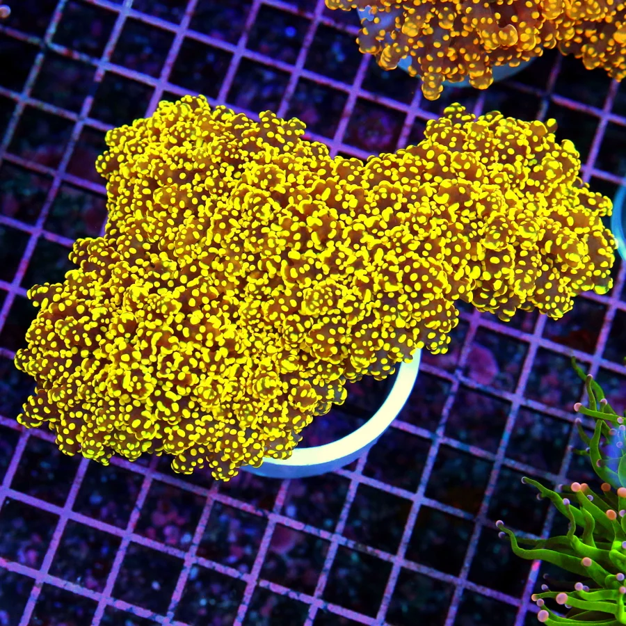 7x5 OCTOSPAWN CORAL - YELLOW AND ORANGE ULTRA COLORED OCTOSPAWN CORAL