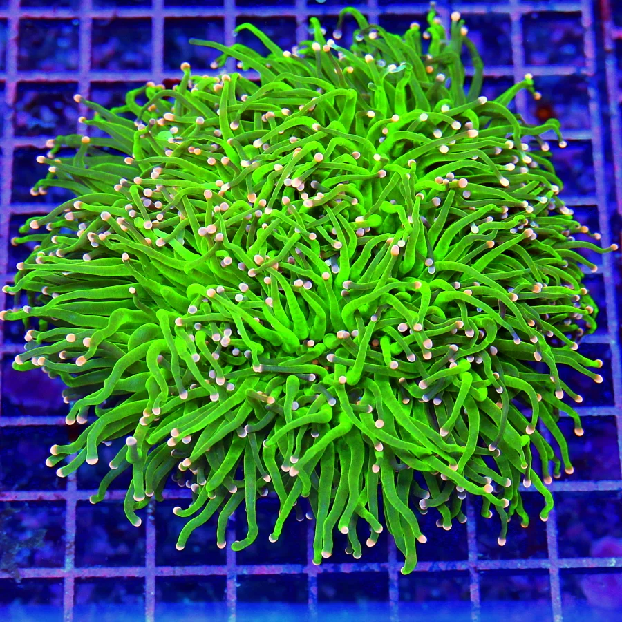 5.5x5.5 TORCH CORAL - SOLID PINK TIPPED COTTON CANDY MORPH TORCH CORAL