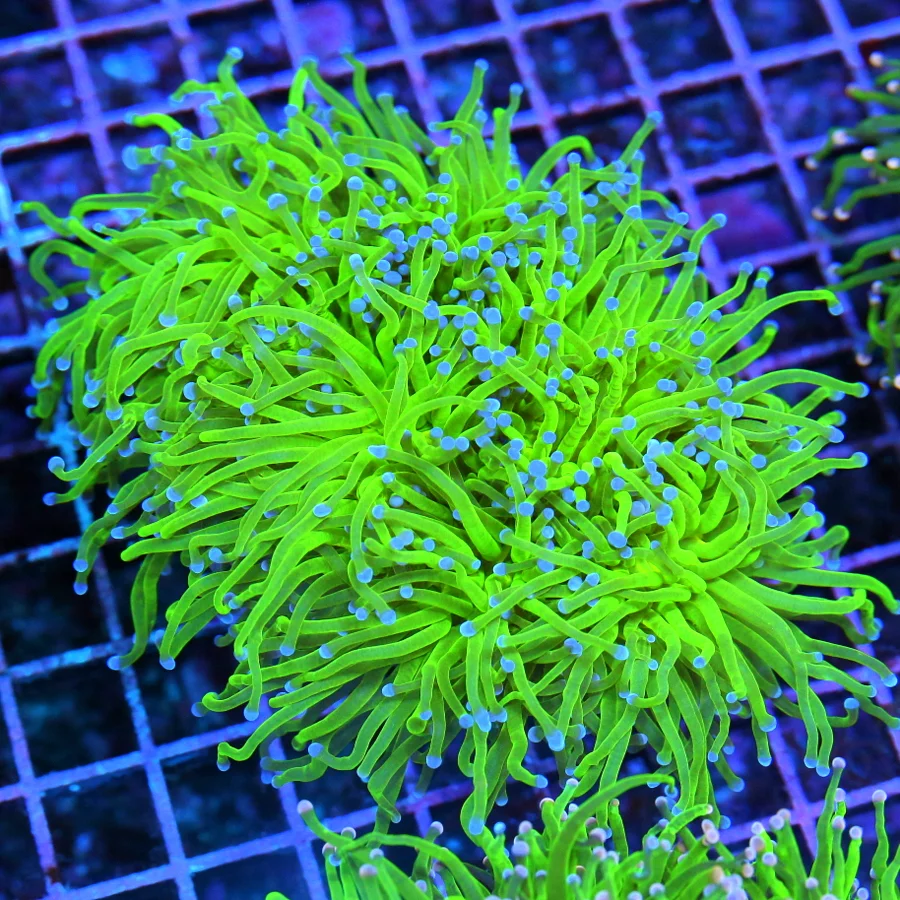 5.5x5.5 TORCH CORAL - OUT OF THIS WORLD WICKED PINK/ORANGE TIPPED