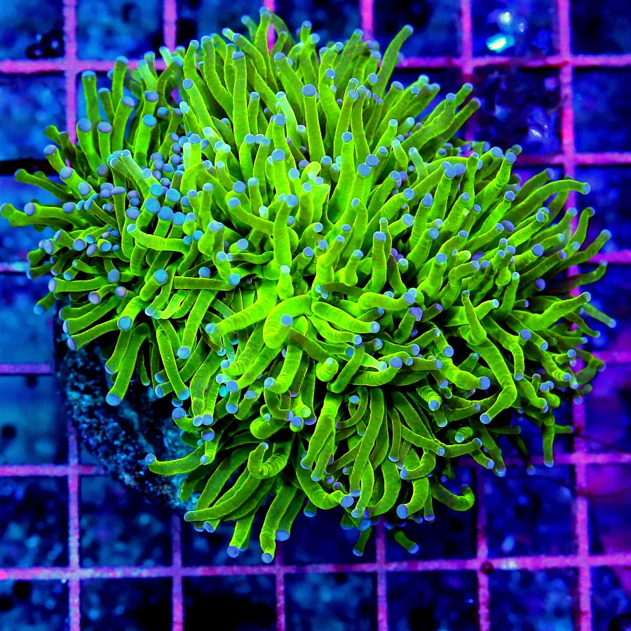 4.5x4.5 TORCH CORAL -SOLID BLUE TIPPED ULTRA COLORED TORCH CORAL