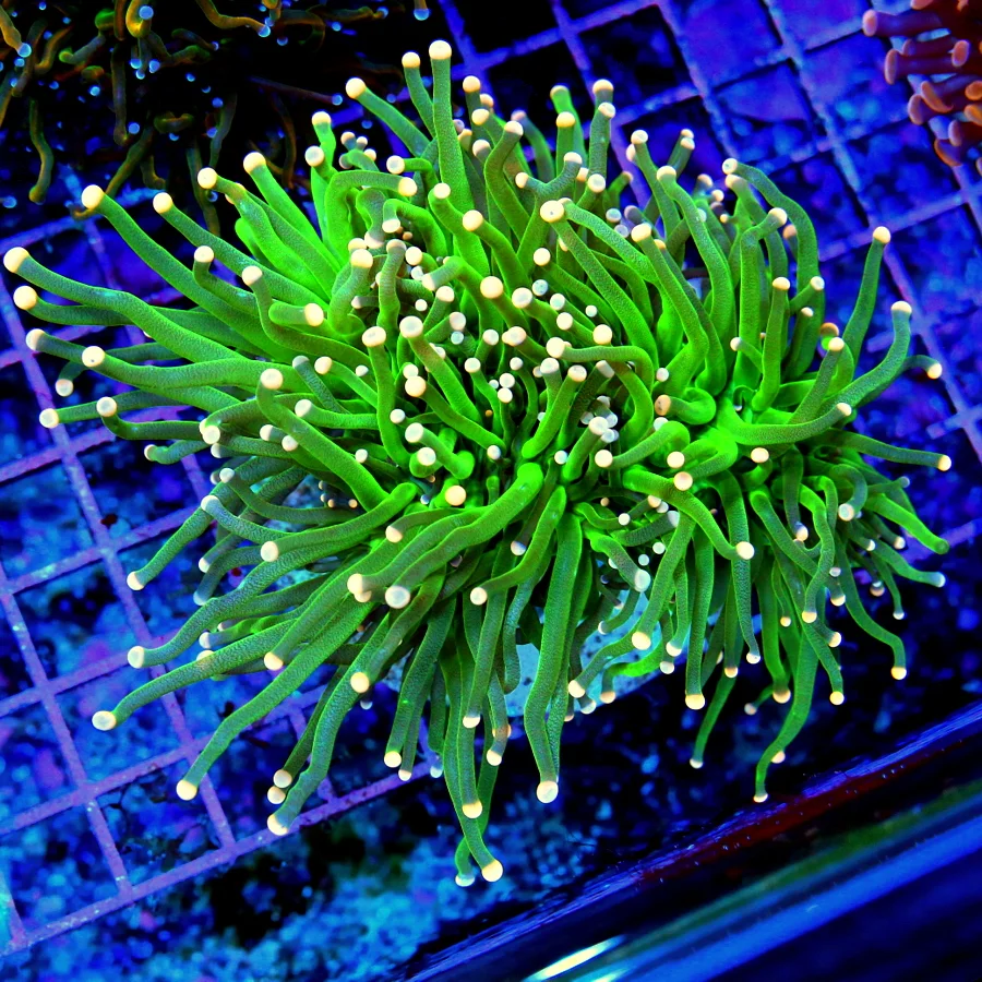 5.5x5.5 TORCH CORAL - OUT OF THIS WORLD WICKED PINK/ORANGE TIPPED