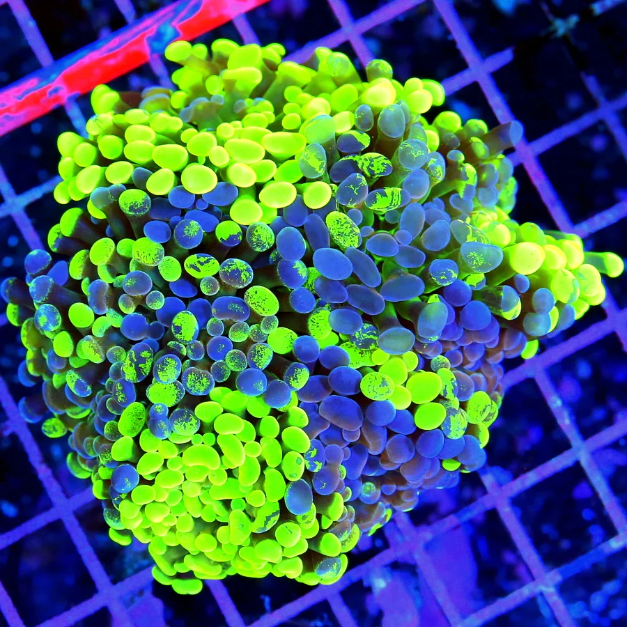 4.5x4.5 HAMMER CORAL - GLOW IN THE DARK BEST OF THE YEAR SHOWPIECE HAMMER CORAL