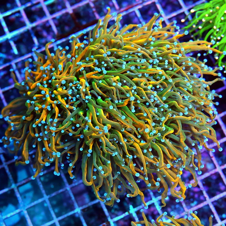 6x5 TORCH CORAL - BEST HOLY GRAIL / HOLY QUACAMOLE TORCH CORAL YOU'LL EVER SEE!