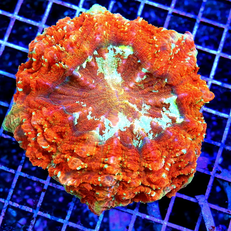 6x6 ACANTHOPHYLLIA CORAL -  ULTRA COLORED ULTRA GRADE RAINBOW ACANTHOPHYLLIA CORAL