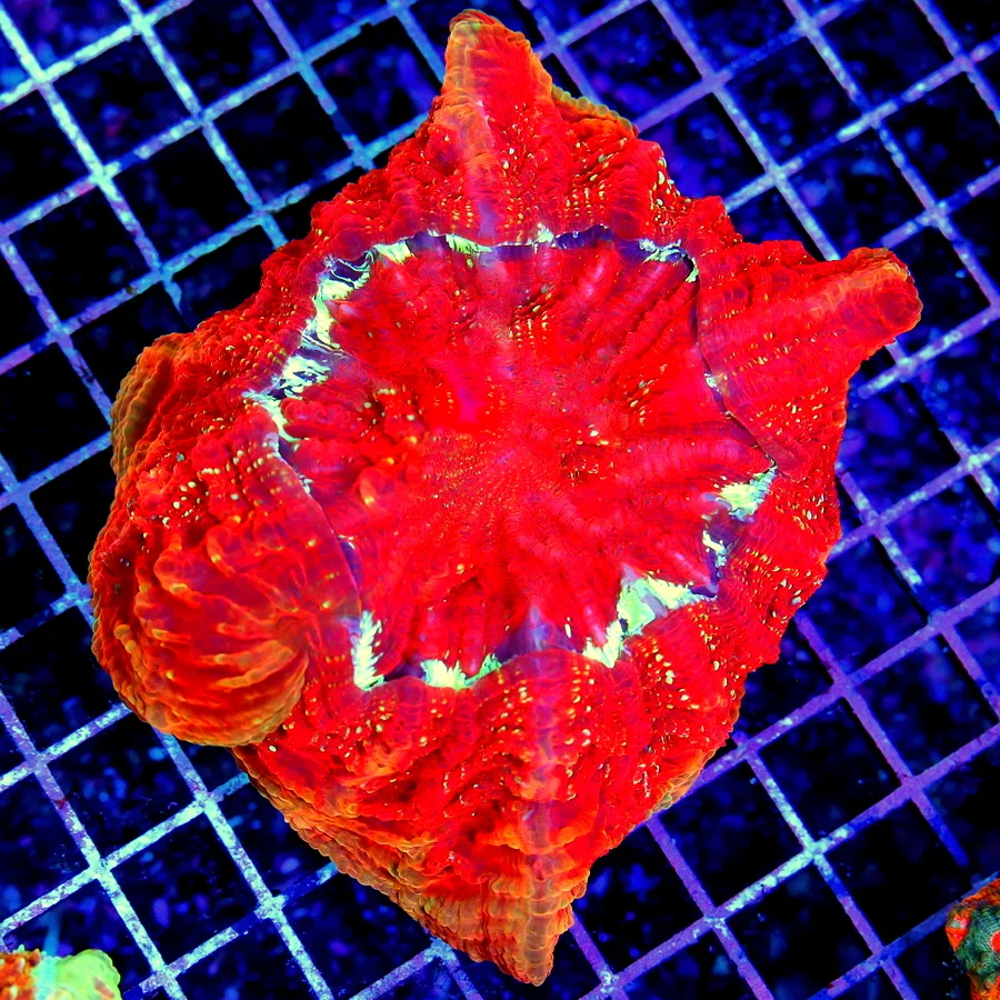7x7 ACANTHOPPHYLLIA CORAL -  ULTRA COLORED ULTRA GRADE RAINBOW ACANTHOPHYLLIA CORAL