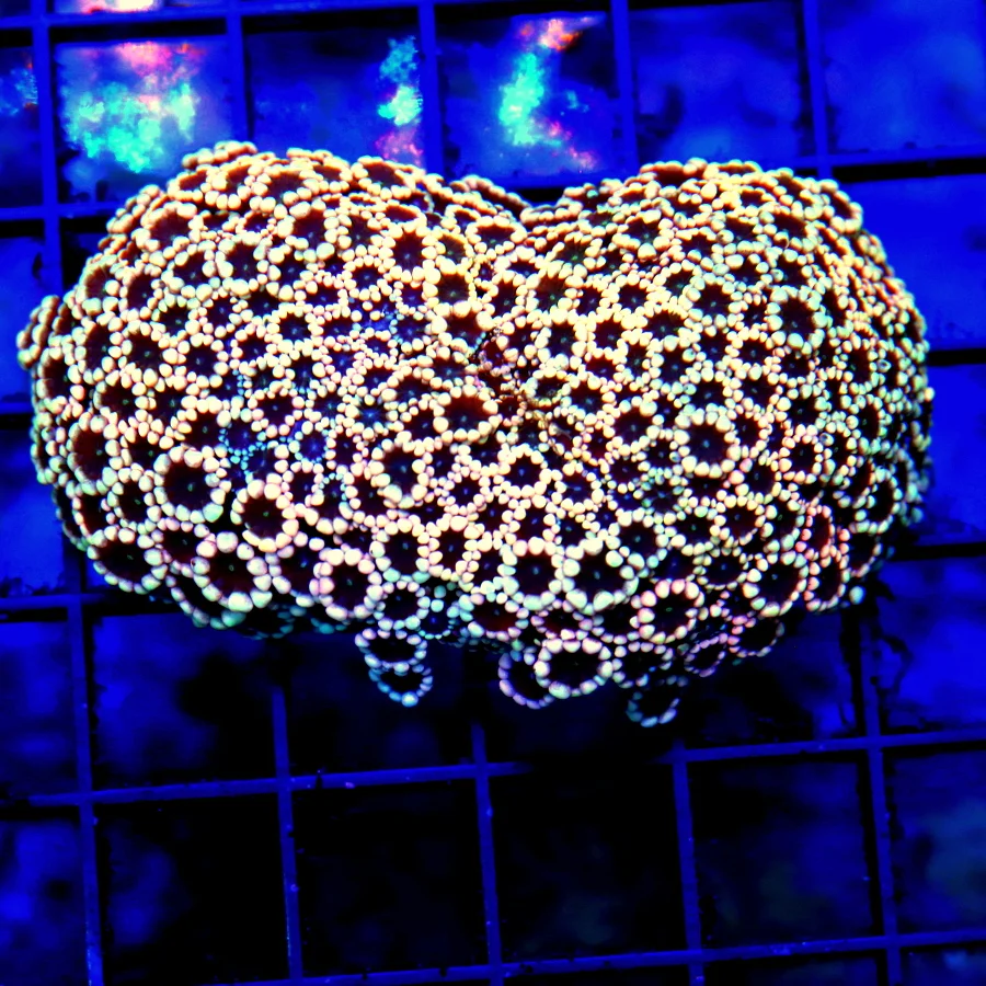 4" GONIOPORA CORAL - DARK RED EYED SUPER PINK ULTRA COLORED GONIOPORA CORAL