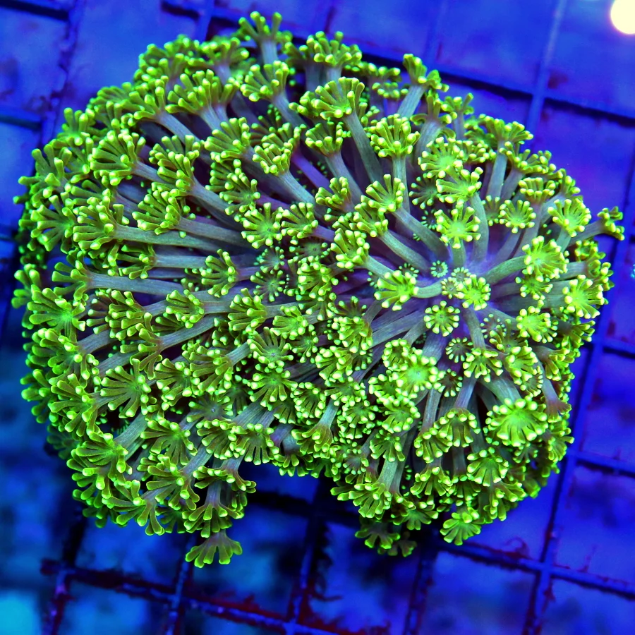 4x4 GONIOPORA CORAL - PURPLE TENTACLED NEON GREEN EYED GONIOPORA CORAL