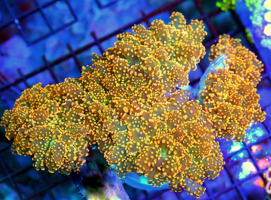 BRANCHING OCTOSPAWN CORAL - SUPER NEON ORANGE TIPPED BRANCHING OCTOSPAWN CORAL