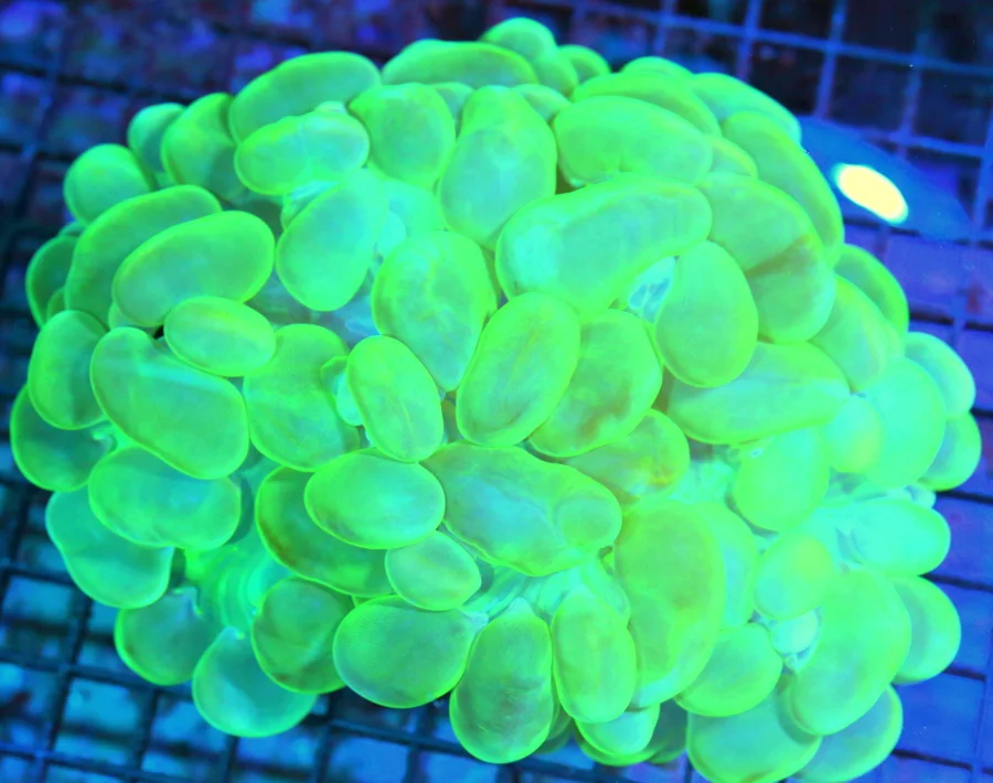 7x7 GIANT XXXL BUBBLE CORAL - NEON LEMON LIME GREEN ULTRA COLORED BUBBLE CORAL