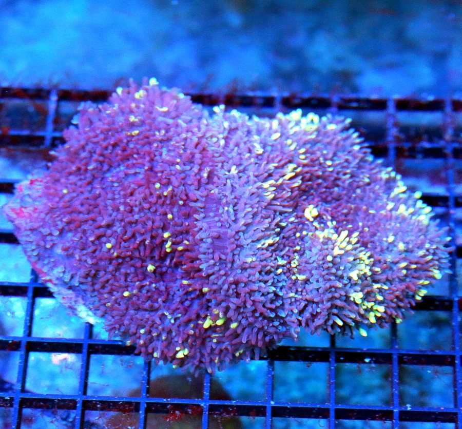 4.5x4 HAIRY RHODACTIS MUSHROOM CORAL - FABULOUS HAIRY RHODACTIS MUSHROOM CORAL