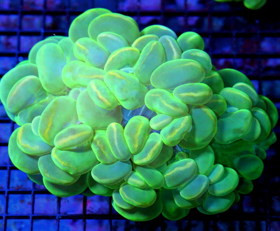 7x6 XXL BUBBLE CORAL - NEON LEMON LIME GREEN AND BLUE ULTRA COLORED BUBBLE CORAL