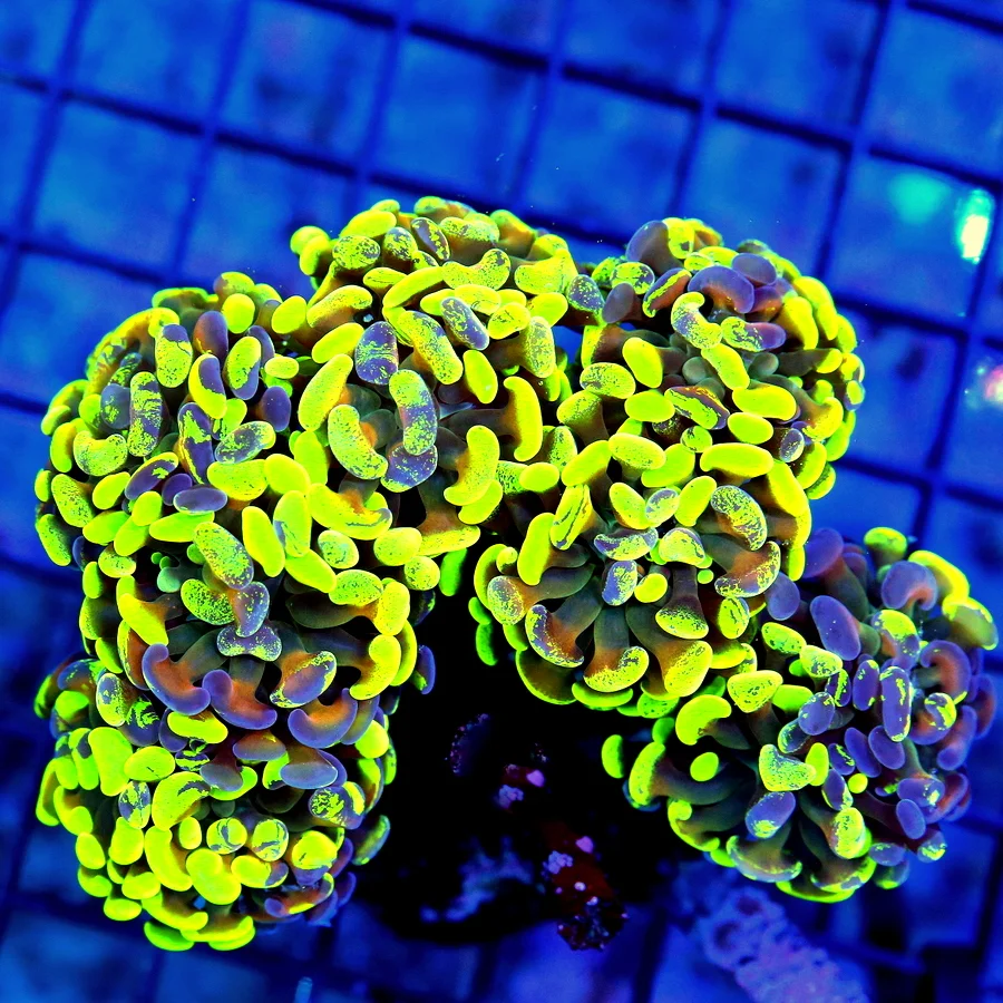 4.5x4 BRANCHING HAMMER CORAL - OUT OF THIS WORLD MULTICOLORED TOXIC GREEN AND PURPLE BRANCHING HAMME