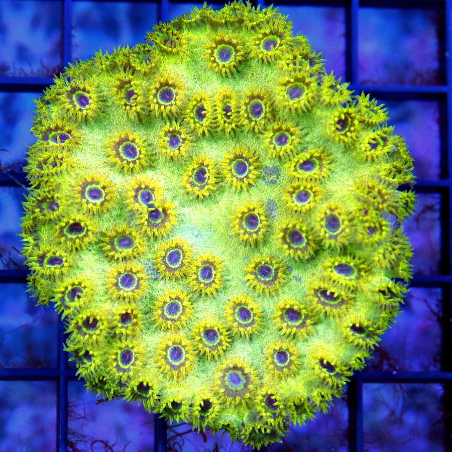 4x3.5  PAGODA CUP CORAL - BLUE EYED NEON GREEN HARD TO GET COLOR PAGODO CUP CORAL