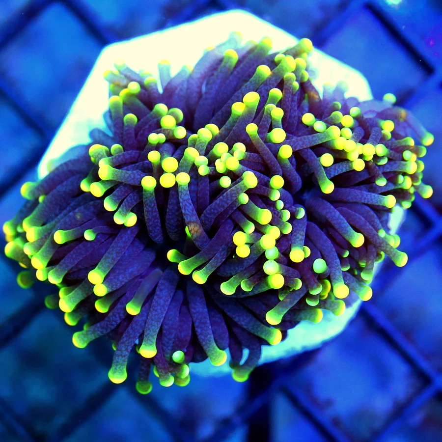 3" TORCH CORAL - BAD TO THE BONE "RASTA" TORCH CORAL