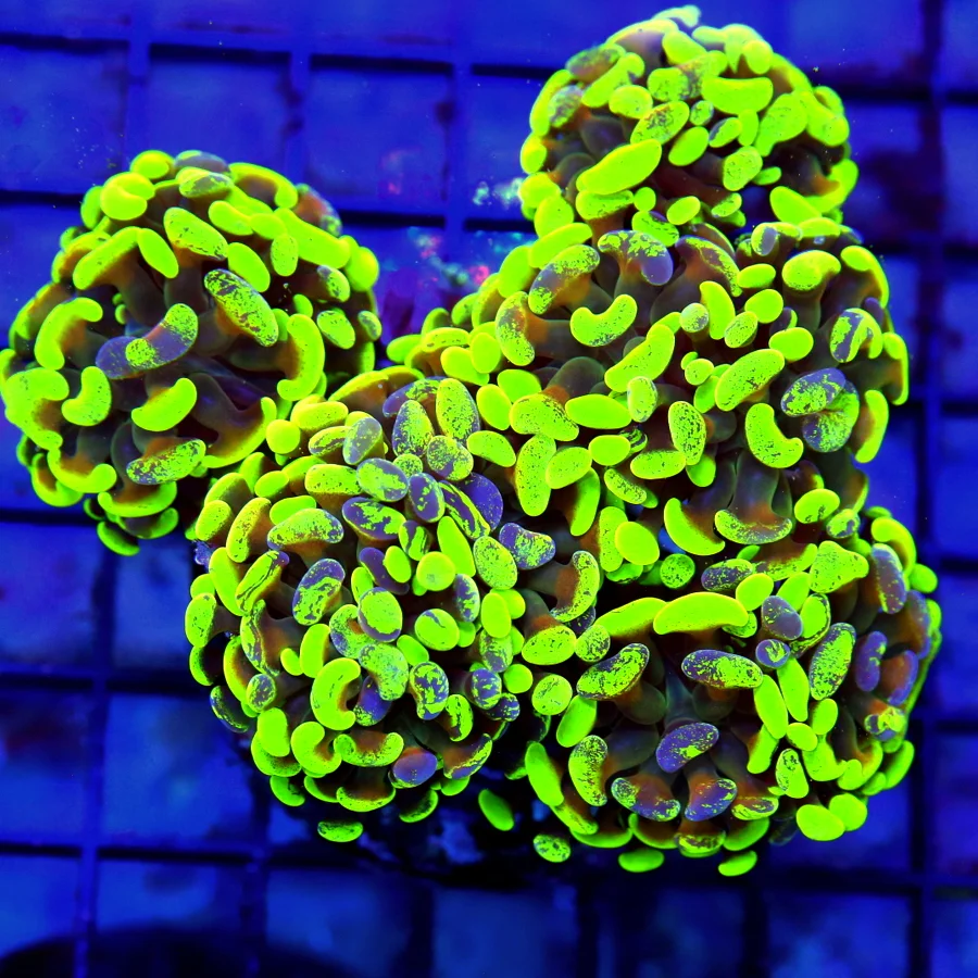 5x4.5 COMBO BRANCHING HAMMER CORAL - TOXIC GREEN AND PURPLE MULTICOLORED BRANCHING HAMMER CORAL