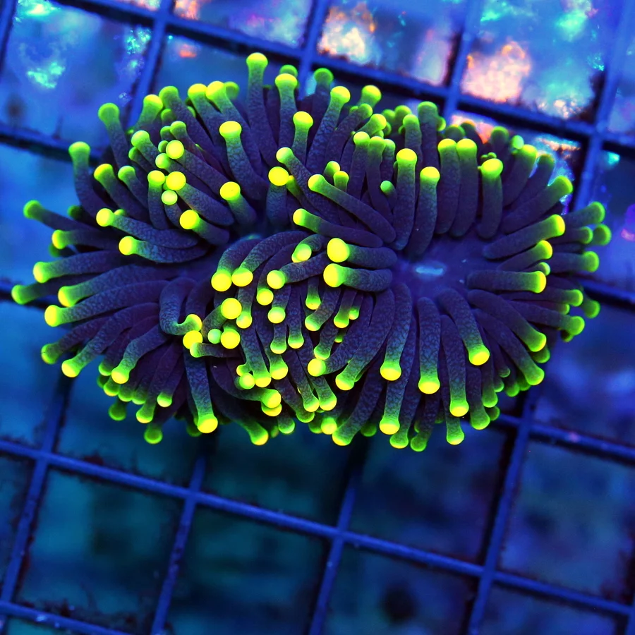 3" TORCH CORAL - ULTRA GRADE ULTRA COLORED "RASTA" TORCH CORAL