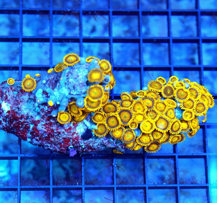 ZOANTHID CORAL - VERY VERY RARE COLORED ORANGE YELLOW HORNET ZOANTHID CORAL