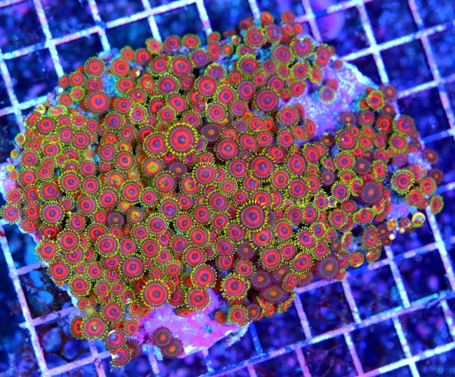 5x4.5 XL ZOANTHID CORAL - ULTRA GRADE ULTRA COLORED "BELLAGIO" ZOANTHID CORAL
