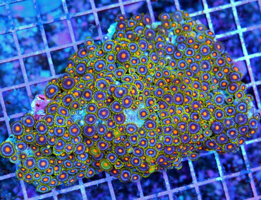 5.5x4.5 ZOANTHID CORAL - ULTRA ULTRA COLORED BLUE RINGED ZOANTHID CORAL COLONY