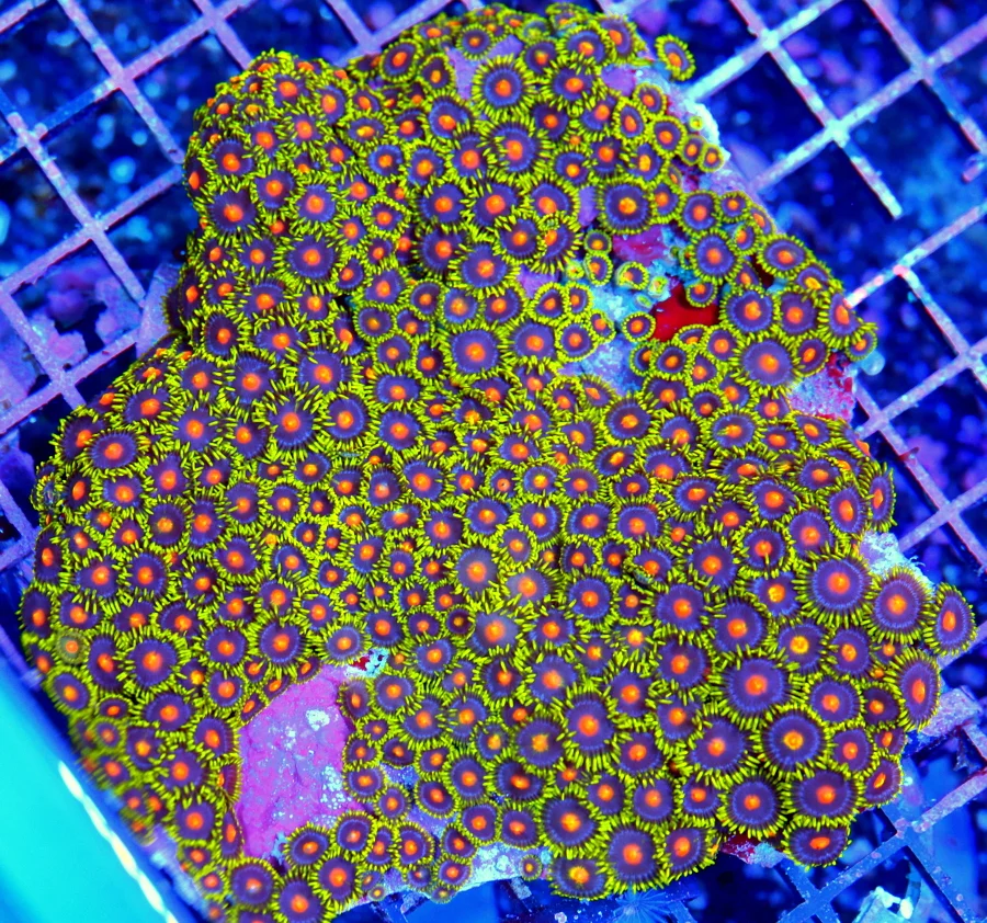 5.5x5.5 GIANT ZOANTHID CORAL - ULTRA COLORED ULTRA GRADE INDO ZOANTHID CORAL COLONY