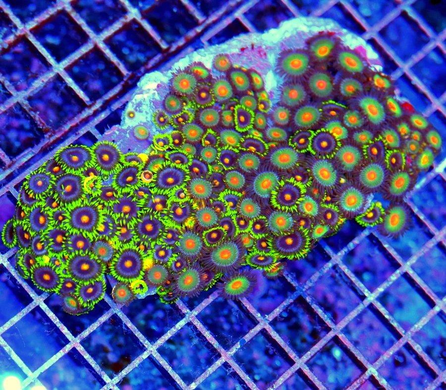 5.5x4 ZOANTHID CORAL - ULTRA ULTRA GRADE CRAZY COMBO ZOANTHID CORAL COLONY