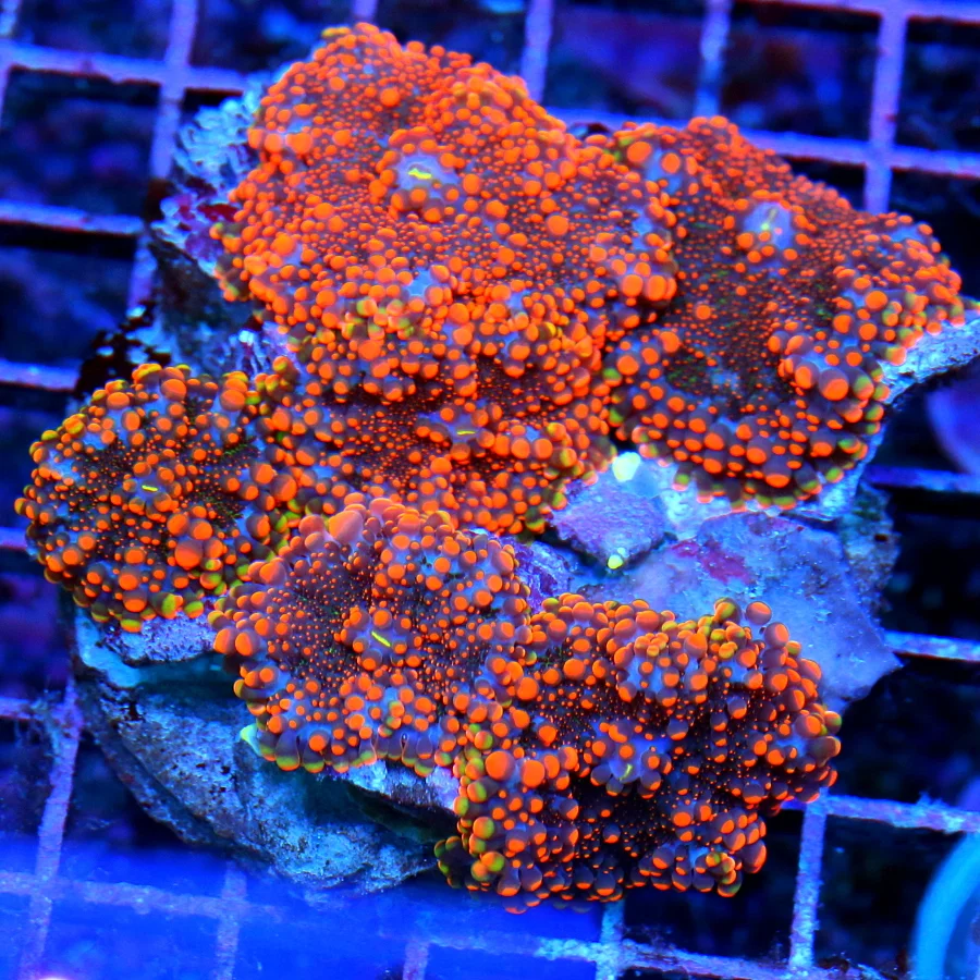 4.5x4 RICORDIA YUMA MUSHROOM CORAL - AWESOME NEON NEON ORANGE AND PURPLE RICORDIA YUMA MUSHROOM CORA