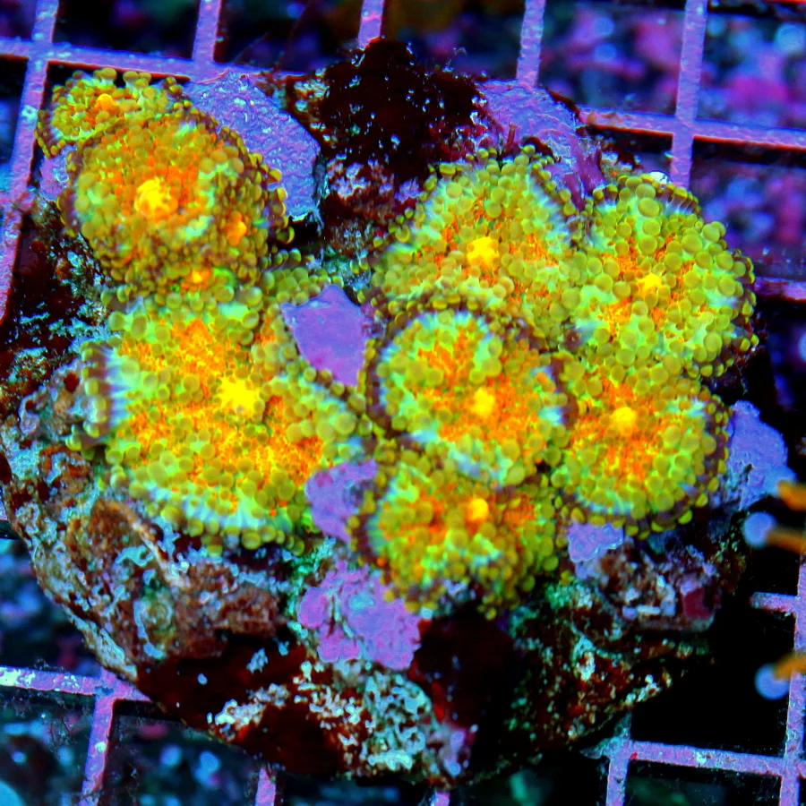4.5x4 RICORDIA YUMA MUSHROOM CORAL - ULTRA GRADE VERY VERY RARE ULTRA COLORED RICORDIA YUMA CORAL
