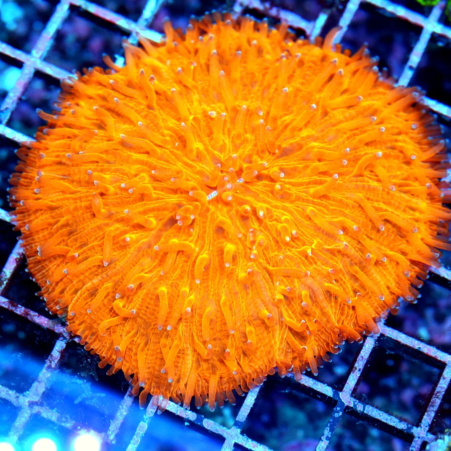 4.5x4.5 XL PLATE CORAL -  SCREAMING NEON ORANGE ULTRA GRADE PLATE CORAL