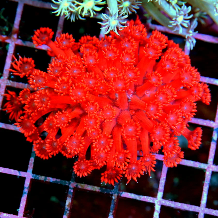 3.5x5.5 GONIOPORA CORAL - BEAUTIFUL NEON RED BLUE EYED GONIOPORA CORAL