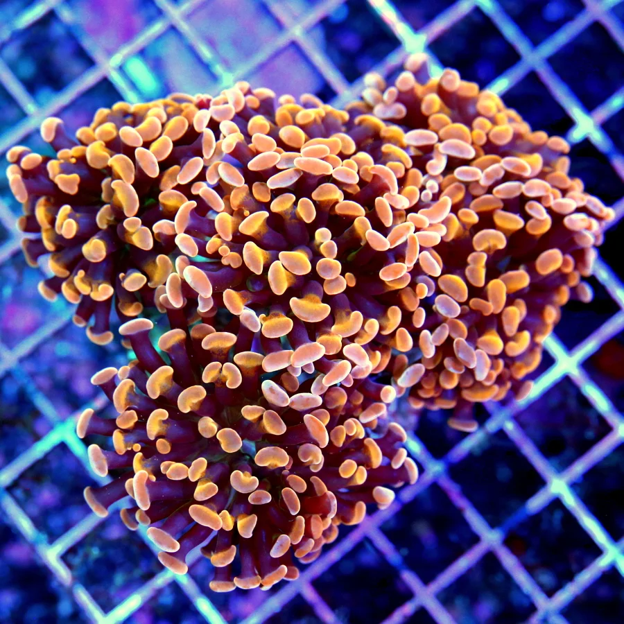 5.5x4.5 BRANCHING HAMMER CORAL - BAD TO THE BONE HANDPICKED GOLD/ORANGE ULTRA COLORED BRANCHING HAMM